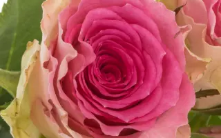 ТАЙМС СКУЕР