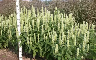 ПАМЯТЬ КАПЕЛЕВА