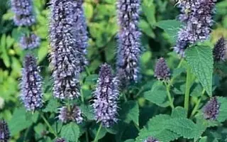 КУНЦЕВСКИЙ СЕМКО