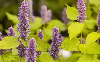 АСТРАХАНСКИЙ 100