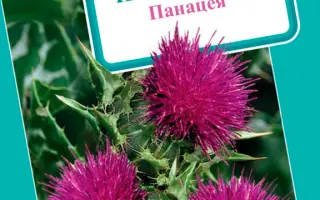 ПАНАЦЕЯ