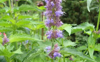 МАРФИНСКИЙ