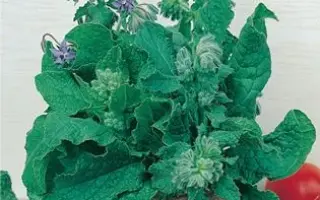 ВЛАДЫКИНСКОЕ СЕМКО