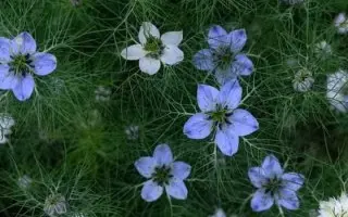 ВИТОЛЬДИНА