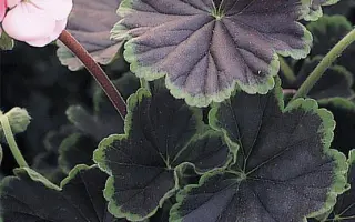 ЧЕРНЫЙ БАРХАТ