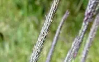 КОРОТКООСТЫЙ