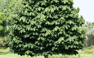 НОВОКАХОВЧАНКА