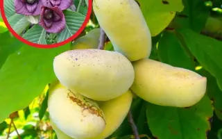 СОЧИНСКАЯ 11