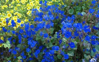 АЛЁШИНСКАЯ