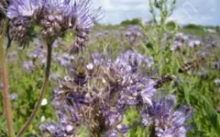 УЛЬЯНОВСКАЯ МЕСТНАЯ