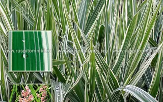 ЛУГОВСКОЙ 1