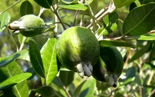 ТАВРИЧЕСКАЯ