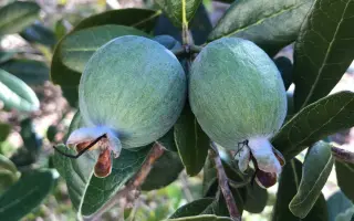 ДАГОМЫССКАЯ