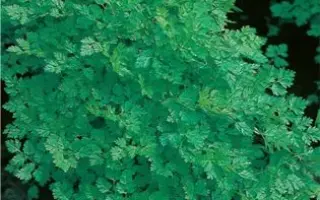 ИЗМАЙЛОВСКИЙ СЕМКО