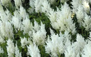 ВЕЙССЕ ГЛОРИЯ