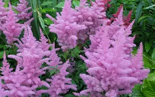 ГЛОРИЯ ПУРПУРЕЯ