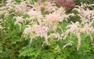 БЕТСИ КУПЕРУС