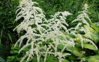 ПРОФЕССОР ВАН ДЕР ВИЛЕН