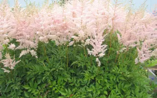 БРУНХИЛЬДЕ