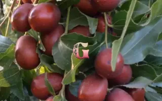 ЦУКЕРКОВЫЙ