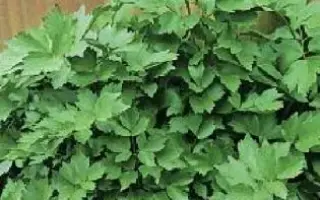 ПРЕОБРАЖЕНСКИЙ СЕМКО