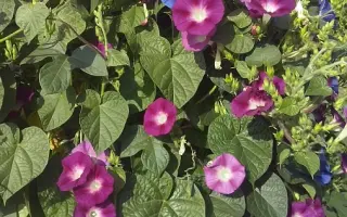 ВИШНЕВАЯ ШАЛЬ