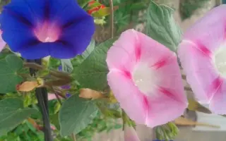 РАЙСКАЯ БЕСЕДКА РОЗОВАЯ