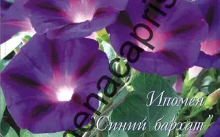 СИНИЙ БАРХАТ