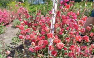 ПЕРСИКОВАЯ ЧАША