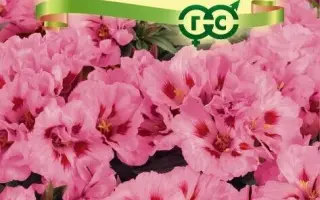 ДЕВИЧИЙ РУМЯНЕЦ