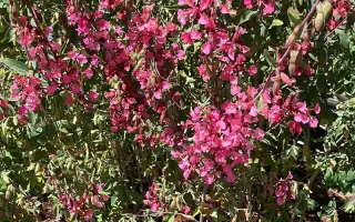 СВАДЕБНЫЙ БУКЕТ