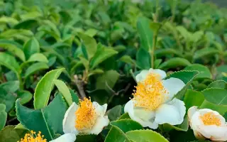 АДЫГЕЙСКИЙ