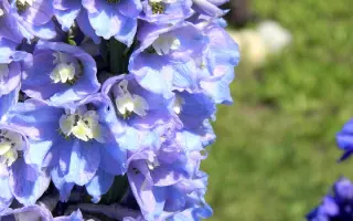 СИРЕНЕВАЯ СПИРАЛЬ