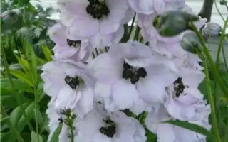 ВЕСЕННИЙ СНЕГ