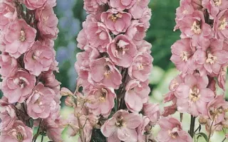 РОЗОВЫЙ ЗАКАТ