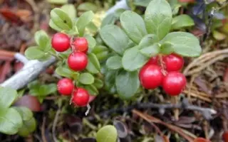 КОСТРОМСКАЯ РОЗОВАЯ