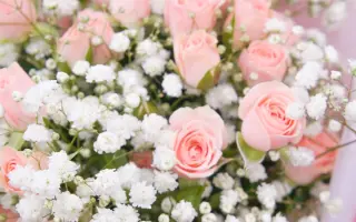 РОЗОВОЕ КРУЖЕВО