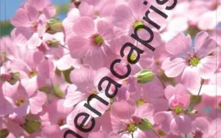 РОЗОВОЕ ОБЛАКО