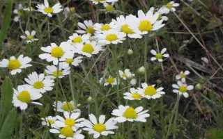 СИБИРСКАЯ БИЗАБОЛОЛЬНАЯ