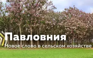 РУСНОВАЦИЯ