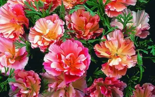 ЯБЛОНЕВЫЙ ЦВЕТ