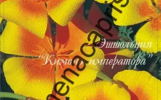 КИМОНО ИМПЕРАТОРА