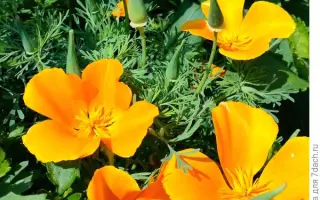 ОРАНЖЕВЫЙ КОРОЛЬ