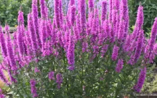 РОЗОВЫЙ ЖЕМЧУГ