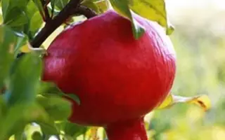 НИКИТСКИЙ РАННИЙ