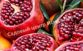 ЧЕРНОМОРСКИЙ