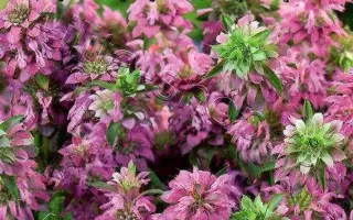 ВКУС БЕРГАМОТА