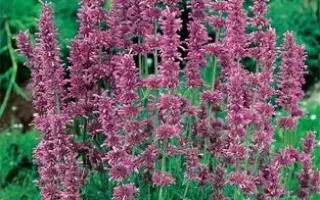 СОЛНЦЕВСКИЙ СЕМКО