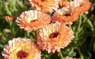 ПИНК СЮРПРАЙЗ