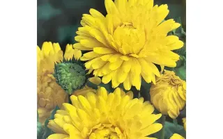 СОЛНЕЧНЫЙ ЛУЧ